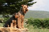 AIREDALE TERRIER 300